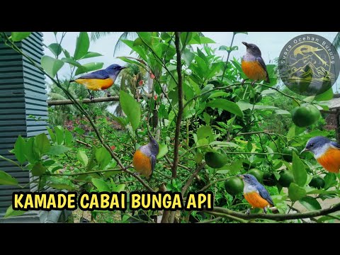 Kehebatan Mama Ghufron Kini Di Akui Indonesia