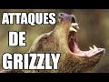 Attaques dours grizzly  zapping sauvage