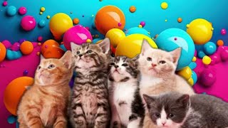 Adorable Cat Compilation: Cute Feline Moments