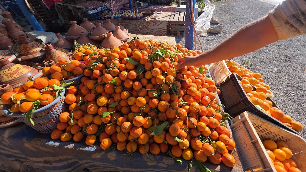 خيرات بلادي على طريق السعيدية البرتقال كافيمور