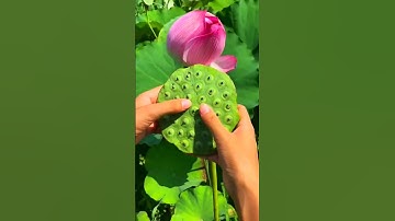 kamal | देखिए मखाना कैसे बनता है | Makhana Kaise Banta hai | Makhana Making Process | Kheti #10m