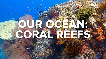 OUR OCEAN: CORAL REEFS - Ocean Conservation #4 | Conservation International Singapore