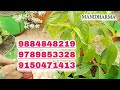 Video Image
