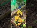 let's plant these garden beds for the autumn #growyourownfood #gardening #vegegardening