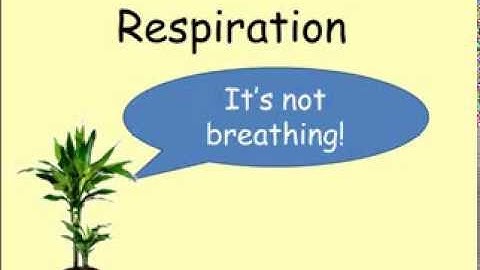 Respiration (GCSE Combined Science Biology)