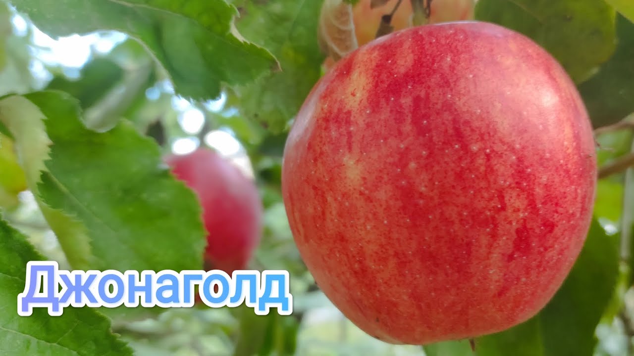Слива Блэк Сплендор Купить Саженцы