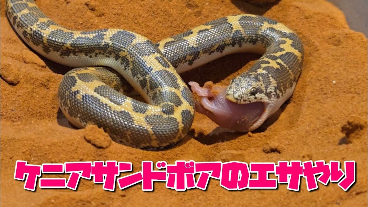 Kenyan sand boa desperately drinking pink mouse - YouTube