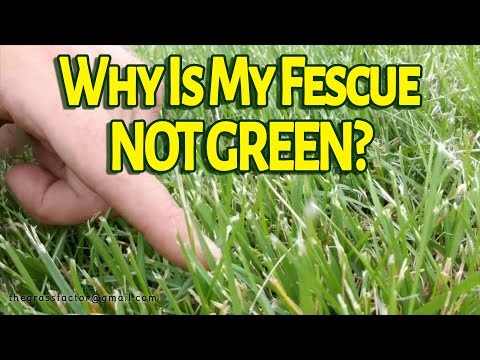 Why Is My Tall Fescue Not GREEN? - The Grass Factor