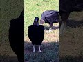 قول مرحبا
