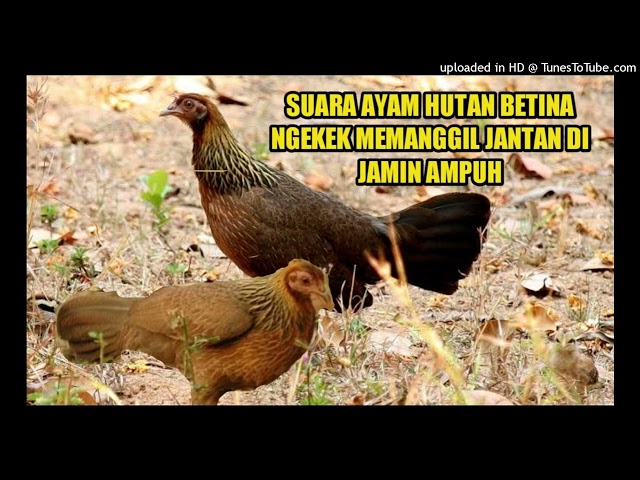 SUARA AYAM HUTAN PIKAT BETINA NGEKEK DIJAMIN AMPUH class=