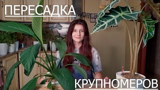 Пересадка крупномеров. Спатифиллум Сенсация и Алоказия Полли