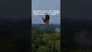 eagle flying in the forest #eagle #forest #mountain