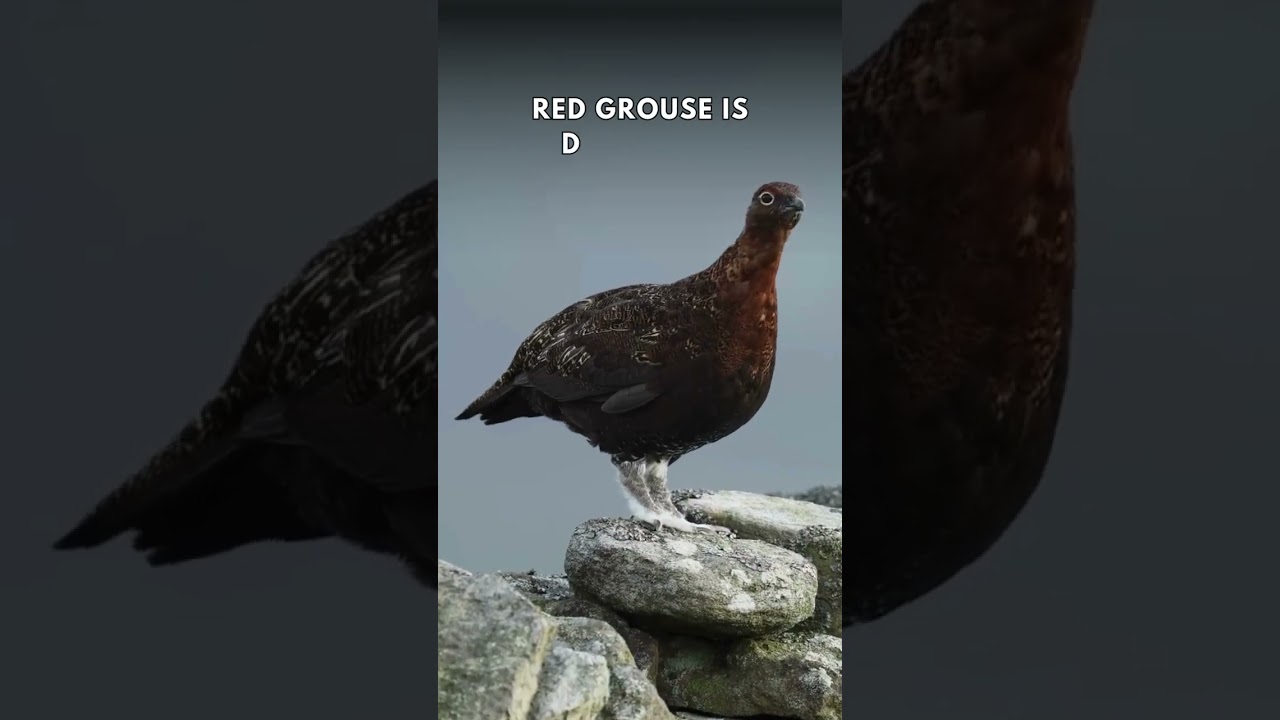 Ground-Nesting Birds Are Disappearing from Managed Landscapes