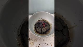 Kobalt Ferritin Sentezi: Bal ile Yanma Reaksiyonu