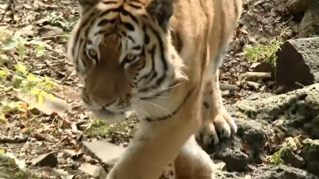 Следы животных - Заповедник Дальнего Востока - Почемучка - С добрым ...