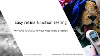 Easy Retina Function Testing: Why ERG is crucial in your veterinary practice?
