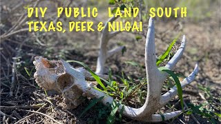 DIY, PUBLIC LAND SOUTH TEXAS DEER & NILGAI