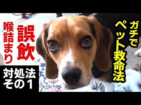 【犬や人の救急法】もしも犬が誤飲・喉を詰まらせた時の対処方法その１