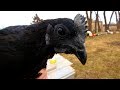 We bought some Rare Chickens to sell Ayam Cemani Hatching Eggs
