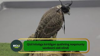 Qizil kitobga kiritilgan qushning noqonuniy savdosini oldi olindi