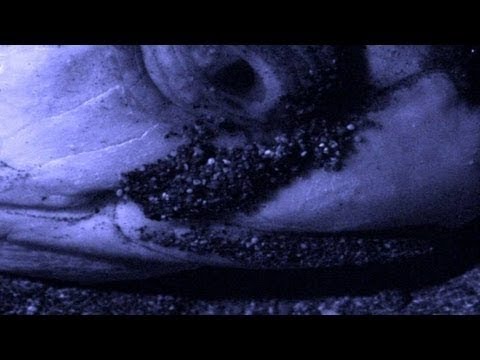 blue planet blue planet