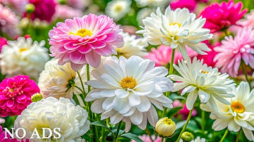 Whispers of Eternal Gardens 🌸 Healing Harmonies for the Soul 🍃 Quiet the Mind, Awaken Inner Peace