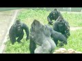 Female gorillas desperately trying to stop Silverback's excitement｜Shabani Group