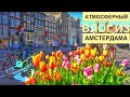 Амстердам весной | Тюльпаны | Фастфуд | #Авиамания влог по Амстердаму