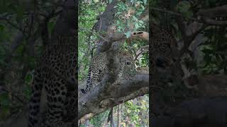 Leopard on Tree | Power and Elegance in the Jungle