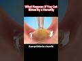 What Happens If You Get Bitten by a Horsefly #interesting #knowledge #science #story