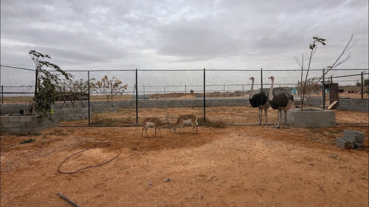 ‏الجزء الثاني من محمية الغزلان