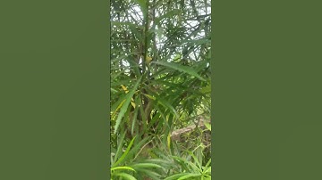 Cây Thông Thiên có độc nhựa và hạt#covenduongvlogs #garden #câythuốcquý #câythuốcnamquí #câythuốcnam