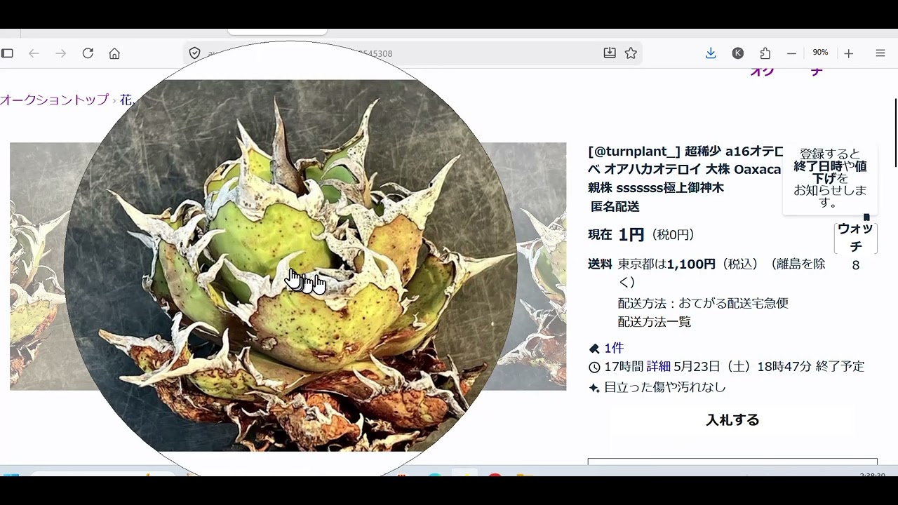 羅本製所 ROBINCERAMICSTUDIO KAIJU FARMアガベ Hmm, Oaxacan agave, huh! What could this be! - YouTube