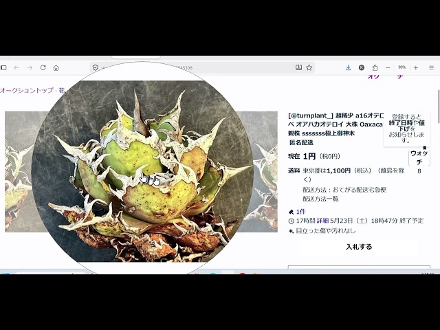 Hmm, Oaxacan agave, huh! What could this be! - YouTube
