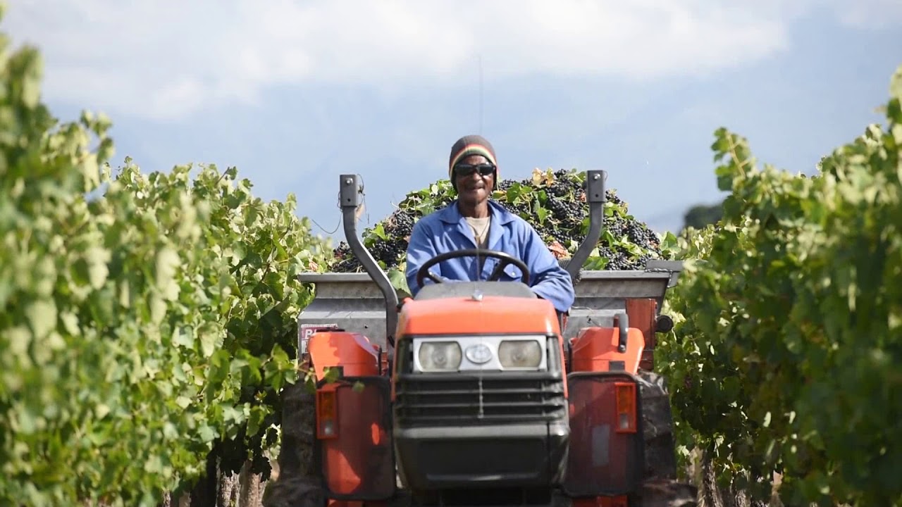 Excelsior Wine Estate Oogst YouTube