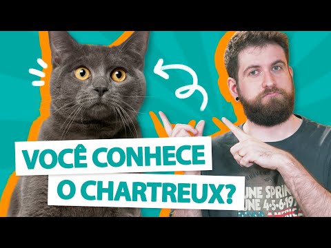 Vídeo: Gato Chartreuse: Características De Raça