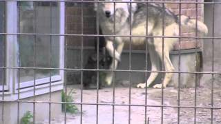 赤ちゃんオオカミ走る〜Wolf's baby runs