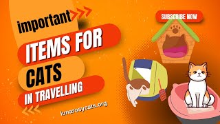 What items are important for cats while travelling 2024? sarim pet pals!