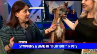 Symptoms Signs Of Itchy Butt - Ask A Vet With Dr Jyl