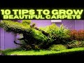 My Top 10 Tips To Growing a CARPET in You Aquascape or Planted Tank