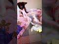 Cute Baby Kittens Playing | Funny Cats Video #CuteCatsShorts | Cats Playing Together #CatShorts