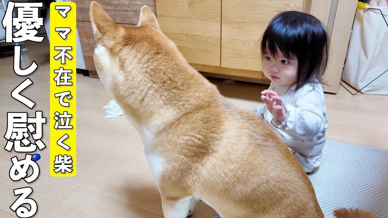 ママが出かけて寂しがる柴犬を優しく慰める2歳児が可愛すぎましたw