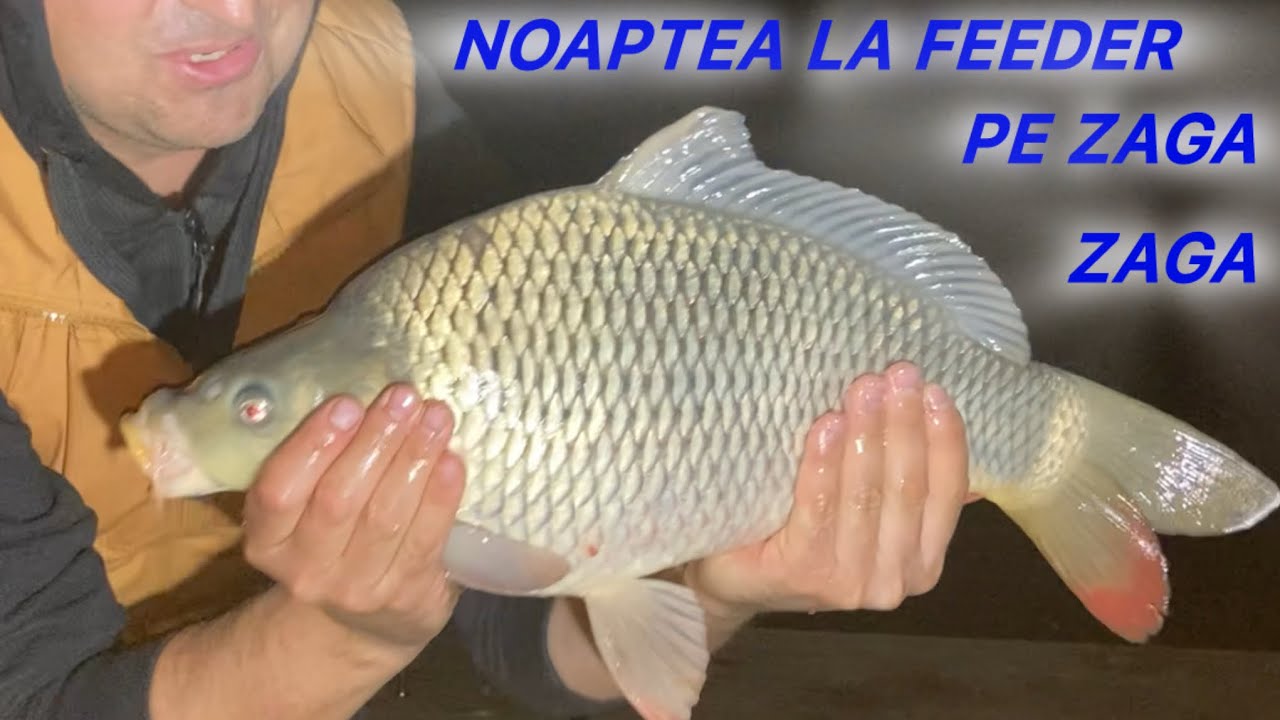 Super pesti la method feeder pe locatia Zaga Zaga!