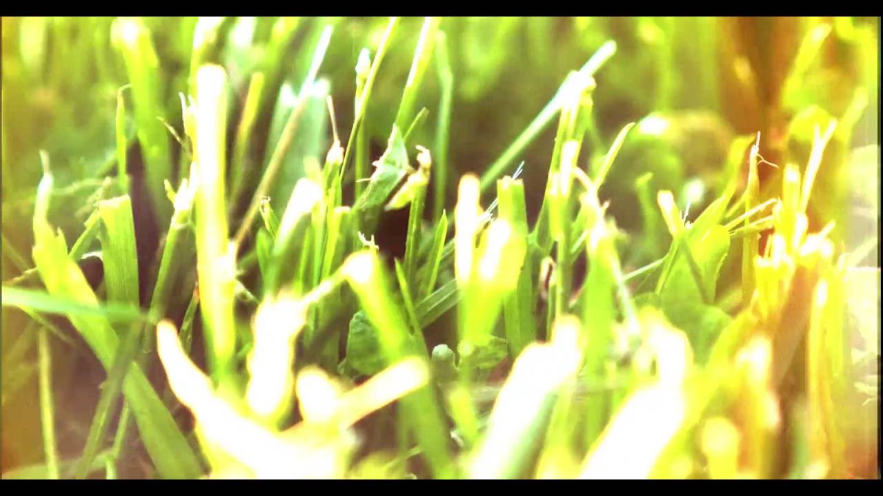 Olderic & Peter Pardeike - Connaisseur [Video]