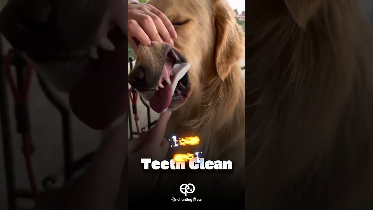 Freedom to Choose your Pet Grooming Package | bath & Dry ₹199 | Bangalore