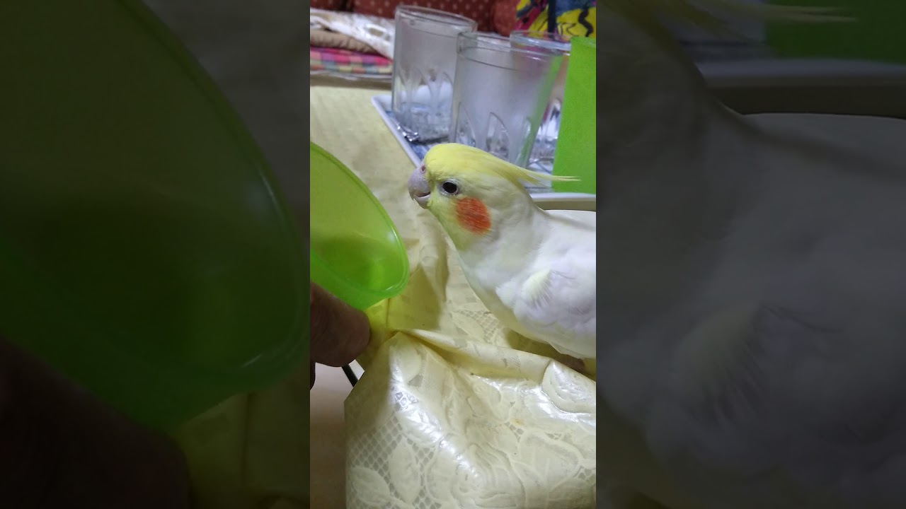 Cockatiel drinking water in glass YouTube