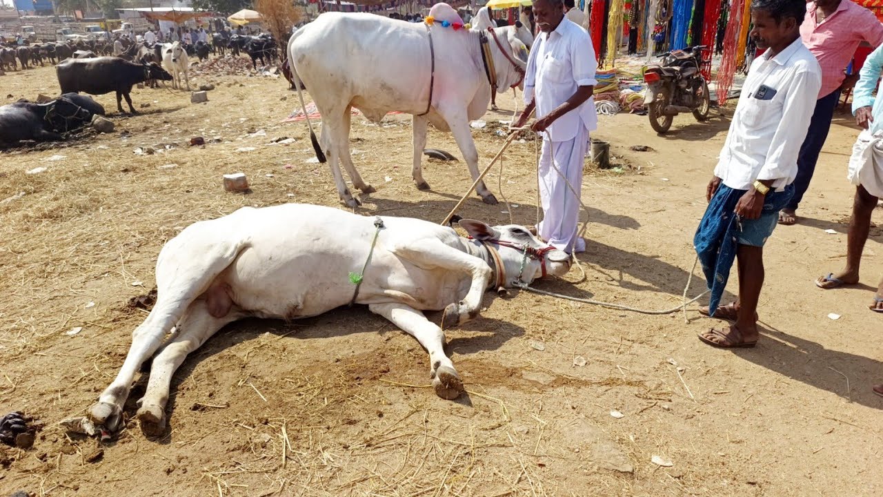 pebbair bulls market-ox video-cattle videos-ongole bulls videos-oxen video-pebbair market-ox market🐂