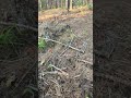 In the woods with the dew