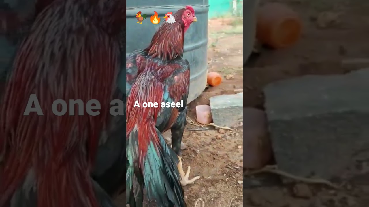 Red Aseel Murga 🐓 