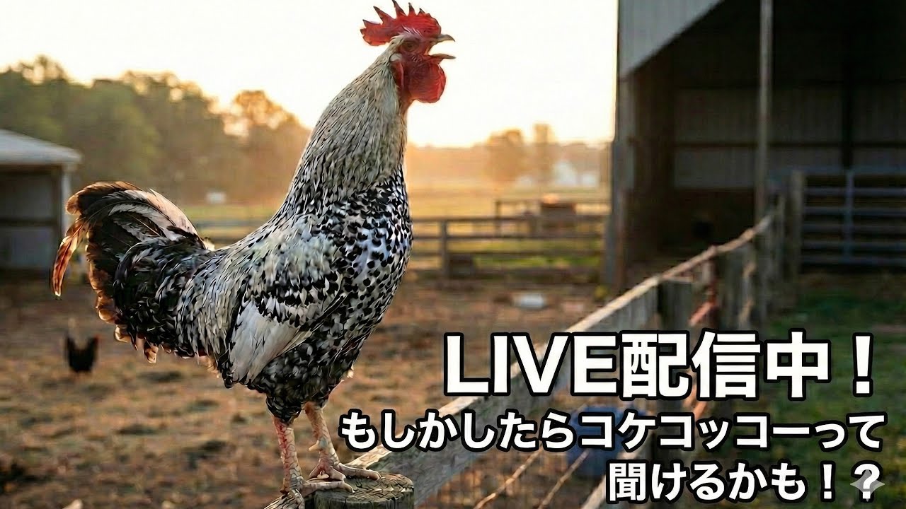 【生配信】ニワトリの天然モーニングコール🐔日曜の朝を一緒に。 Morning Rooster Live